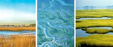 how are coastal wetlands similar to estuaries